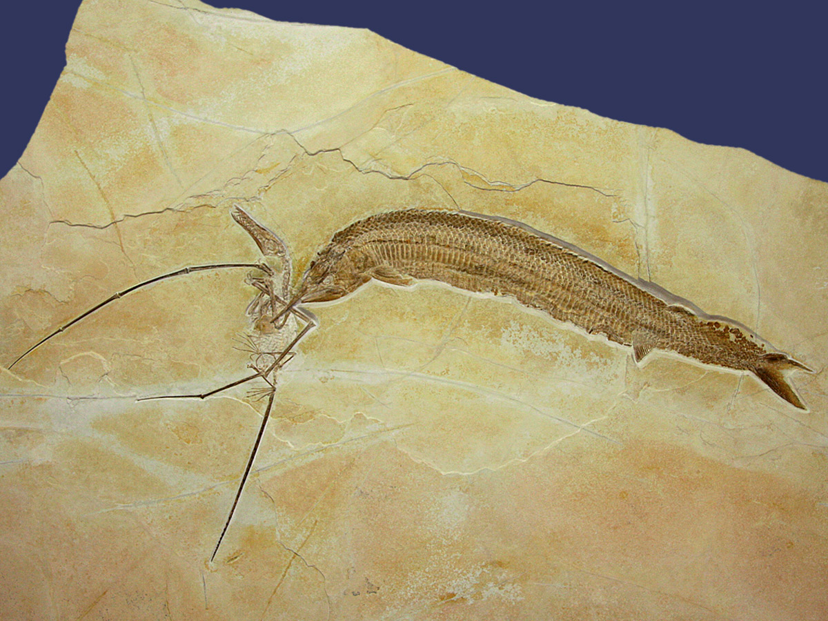 Ископаемый ящер. Rhamphorhynchus Muensteri. Летающий ящер окаменелости. Окаменелости рыб. Ископаемые рыбы.
