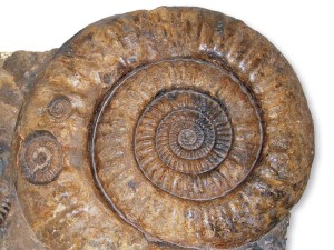 2015-05_Ammonit