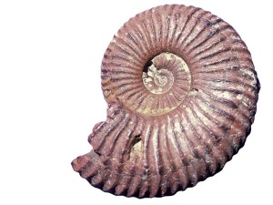 Inhalt_Ammonit-Zollernalb